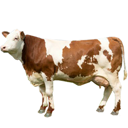 Fleckvieh Cow
